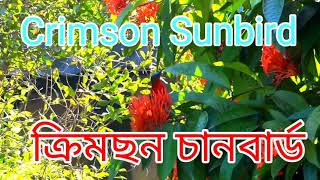 Crimson Sunbirds - ক্ৰিমছন চানবাৰ্ড