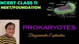 Prokaryotic cells | Class 11 | Biology | Chapter 8