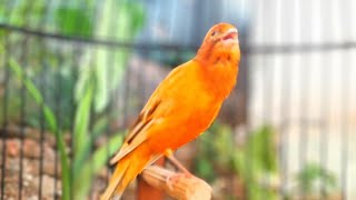 Download lagu Your canary will soon be singing—meet Mr. Six!—Canary Training Song mp3 Download lagu Your canary will soon be singing—meet Mr. Six!—Canary Training Song mp3