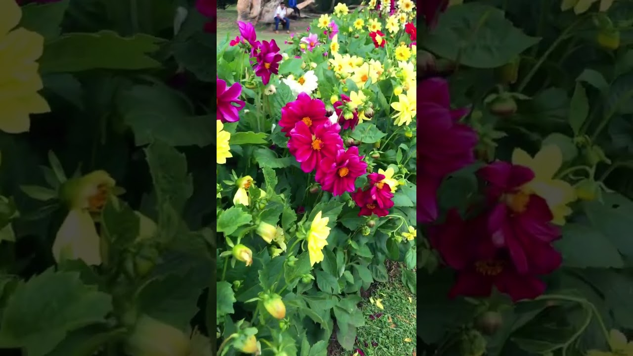 YouTube Short thumbnail