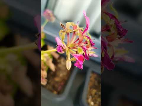 秋の多年生ゼラニウムの開花を延長して、色の光景を楽しむにはどうすればよいですか？  庭園