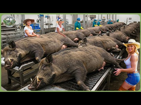 How Jamón Ibérico Is Made – Incredible Iberico Pig Farming For Luxury Meat