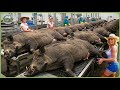 How Jamón Ibérico Is Made Incredible Iberico Pig Farming For Luxury Meat