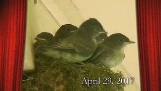 Fledge Day at the Back Door