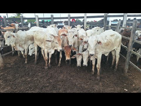 🐂🔥🤠🏇💥🚀❤️‍🔥👏😱🏆🌵Feira do gado do alto Sertão Porto da folha Sergipe (Mante Alegre) #Sergipe