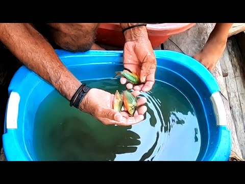 Visiting a native fish collector. [Peru Collecting]