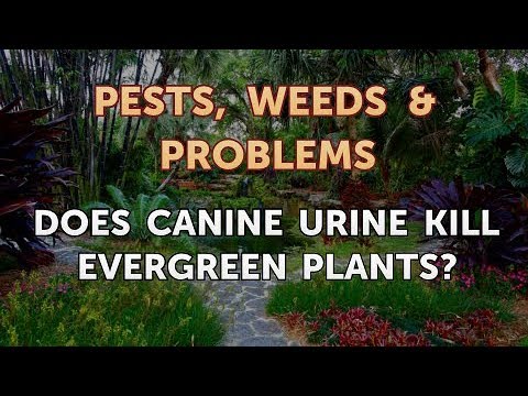 Does Canine Urine Kill Evergreen Plants?