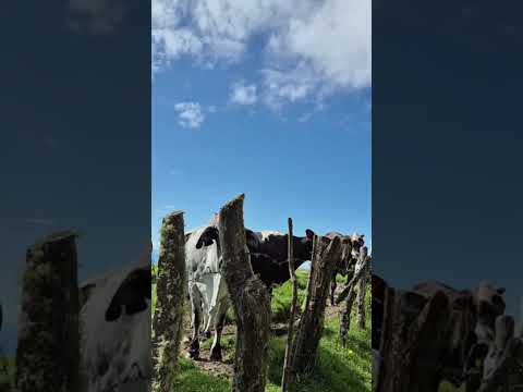 Pensilvania Caldas