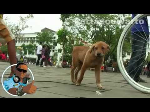 Shaggy, Where Are You - Shaggy Best Coll (Kotatua, Jakarta 2010)