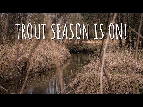 Spring Creek Fly Fishing for Native Brown Trout