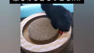 飼育歴3か月で保護猫を預かってしまった結果①