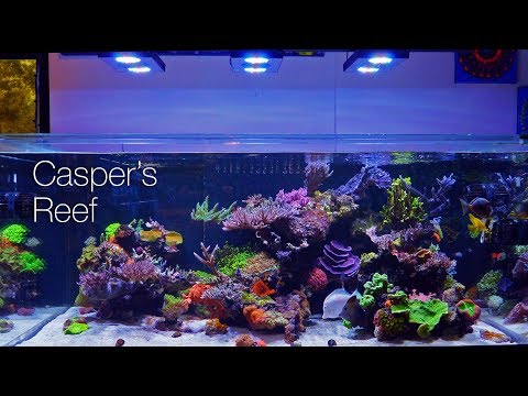 Casper's Reef @ Worldwide Corals 4K Tank Tour