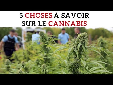 5 choses à savoir sur le cannabis