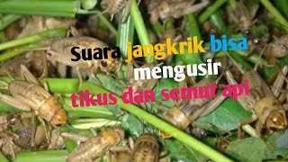 Download lagu Jangkrik ❗ Gangsir ❗ suara Jangkrik bisa pengusir tikus | - 94 mp3