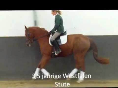 3,5 jährige Westfalen Stute von Peking x Quattro B im Galopp