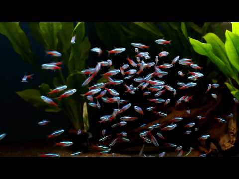 Watch Video on YouTube