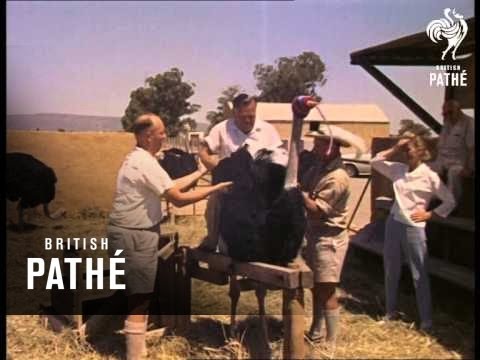 Butlin In South Africa - Unedited Material Reel 6 - 7 (1961)