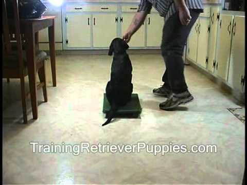 Teach your Puppy To Sit Stay - Maximize Training opportunities