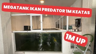 MEGATANK ISI IKAN PREDATOR MONSTER ALBINO , PLATINUM SAMPAI MARBLE GUYS !! 3 LANTAI FULL UNTUK IKAN