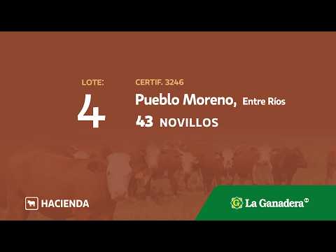 Lote Novillos Pueblo Moreno