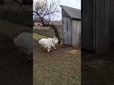 Козлу тоже надо в туалет