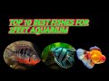 Best Fish For 2 Feet Aquarium