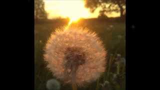 Feels Like Sunshine - The Blue Yellows