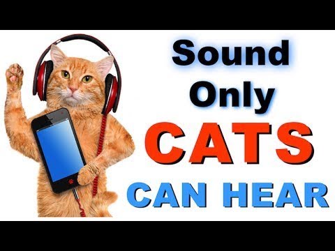 HEARING RANGE OF CAT