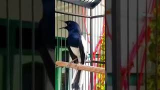 Download lagu Kacer konslet gacor mp3 Download lagu Kacer konslet gacor mp3