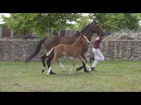 MYLIUS HF v. My Dragonheart JK - Blanchet (Caston TG) (NWR)