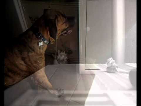 ¿que los perros no tienen memoria?