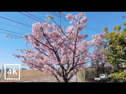 [4K] Relaxing Sunny Walk in Local Tokyo ☀️ Tama River POV