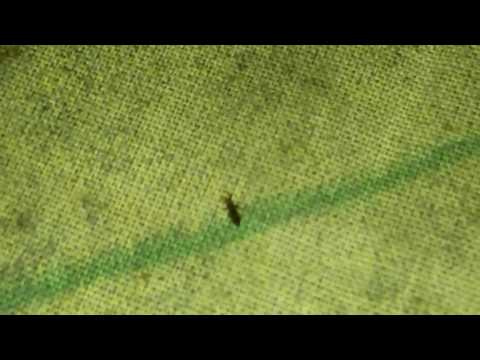 Heboh orang ngingu kutu Aya kutu 2