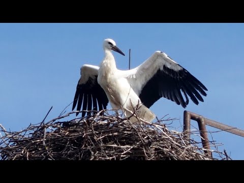 Krásný příběh novomlýnských čápů - Novísek, Nověnka, Pája i strýček čáp si získali srdce nás všech ????