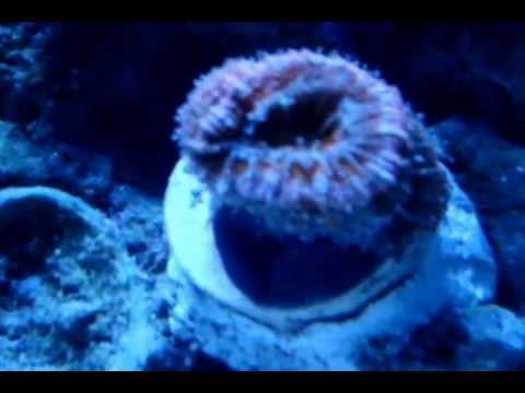 EP:19 Tank Update and Higher Quality Vids