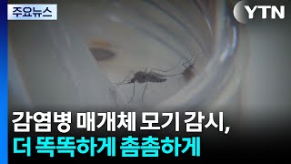 감염병 매개체 모기 감시, 더 똑똑하게 촘촘하게 / YTN