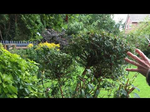 Cloud Pruning a Fushcia