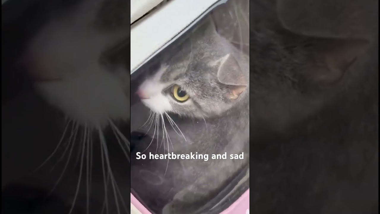 Enlarge Diamond bonded to Quartz, a Adoptable Domestic Short Hair in Middle Village, NY video 2/2