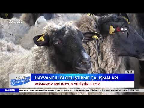 , title : 'Siirt'te Romanov Irkı Koyunu Yetiştiriciliği! "Yılda 2 Kere Kuzu Garantili" / AGRO TV HABER'
