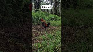 Download lagu kokok pikat #mikatayamhutan #pikatayamhutan mp3 Download lagu kokok pikat #mikatayamhutan #pikatayamhutan mp3