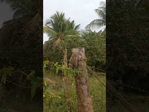 VC Q VENDE COCOS VERDES E SECOS, VENHA Á ACAJUTIBA BAHIA.