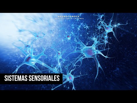 Discover Your Senses: Exploring Sensory Systems