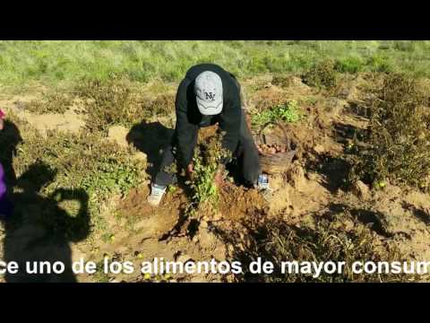 COSECHA DE PAPA PROVINCIA GUALBERTO VILLARROEL LA PAZ  BOLIVIA