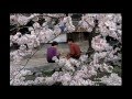 Цветы Войны, красивая японская песня 
