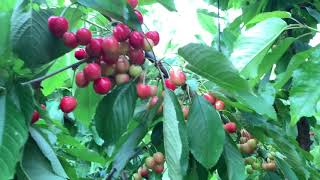 Chelan cherry (첼란체리)1차 포스팅