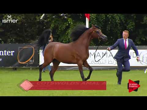 Strohen 2017 C-Show Class 7