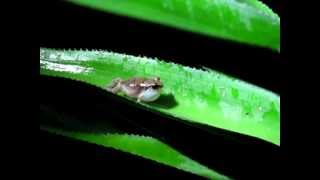 St Lucia Tree frog singing at night