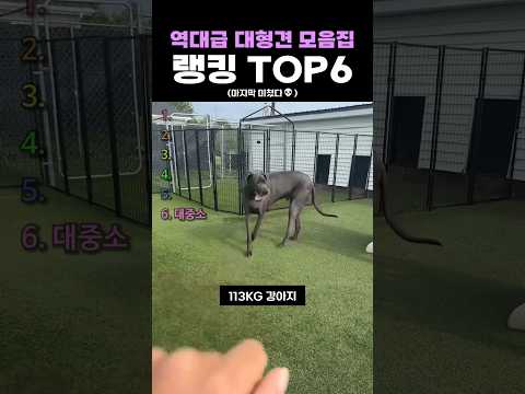 역대급 대형견 모음집 랭킹 TOP6