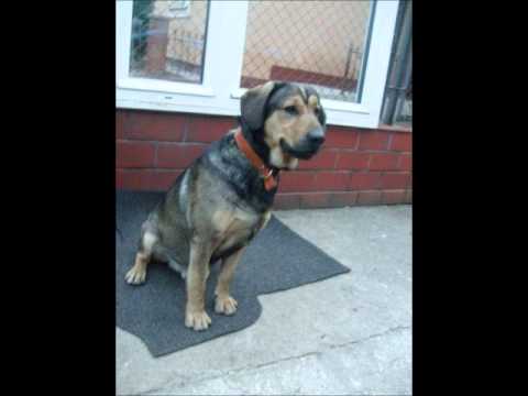 ZAGINĄŁ PIES " CIAPEK".wmv