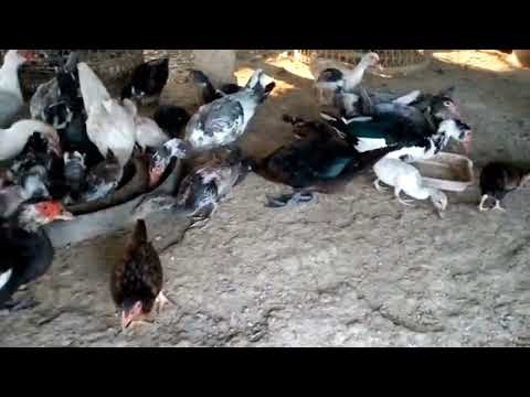 Hansika video animal video